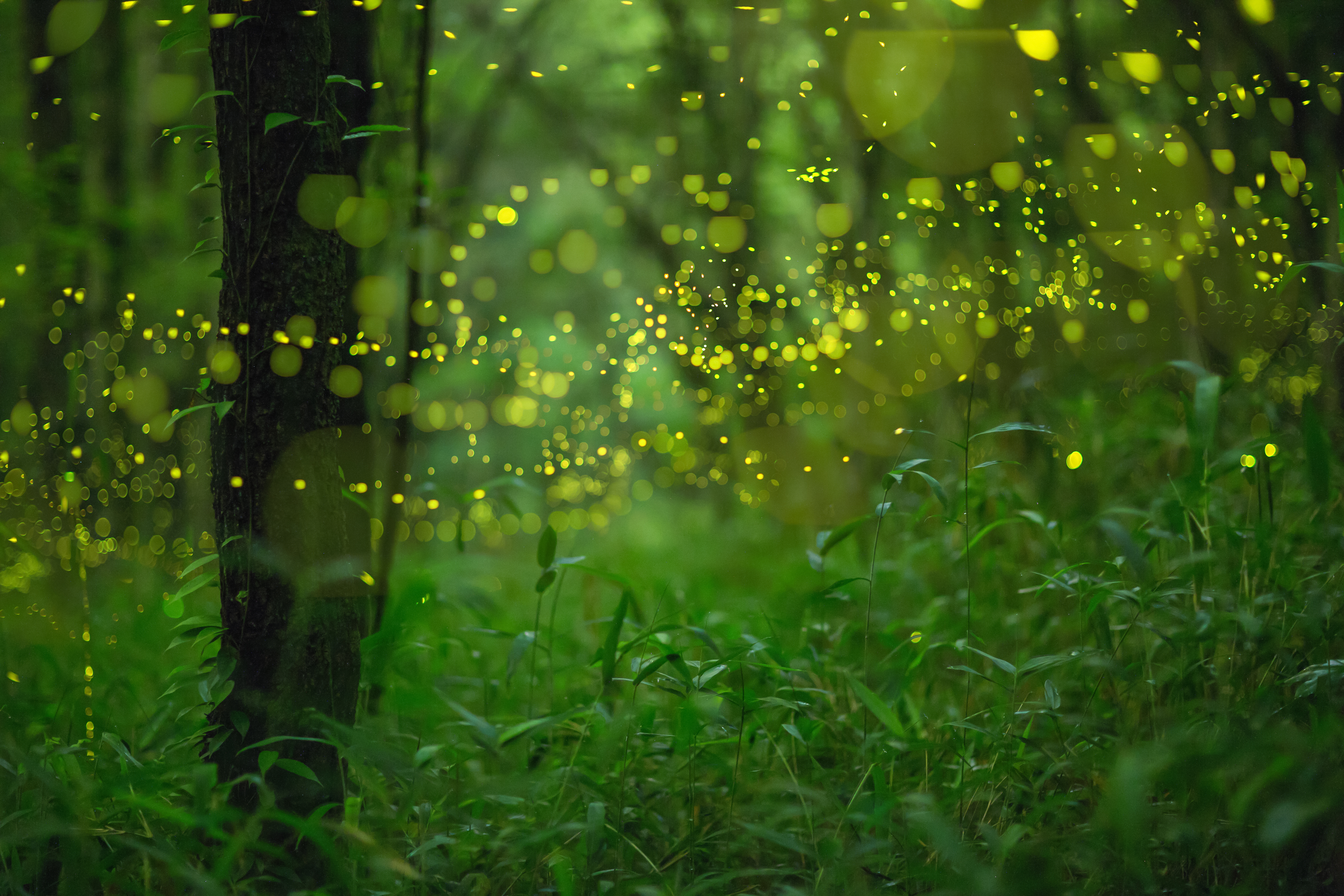 1 - 2024 - Biodiversidade, Origem da Vida e Evolução